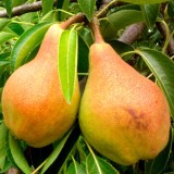 Лесная красавица3_0x160 Любимый сад